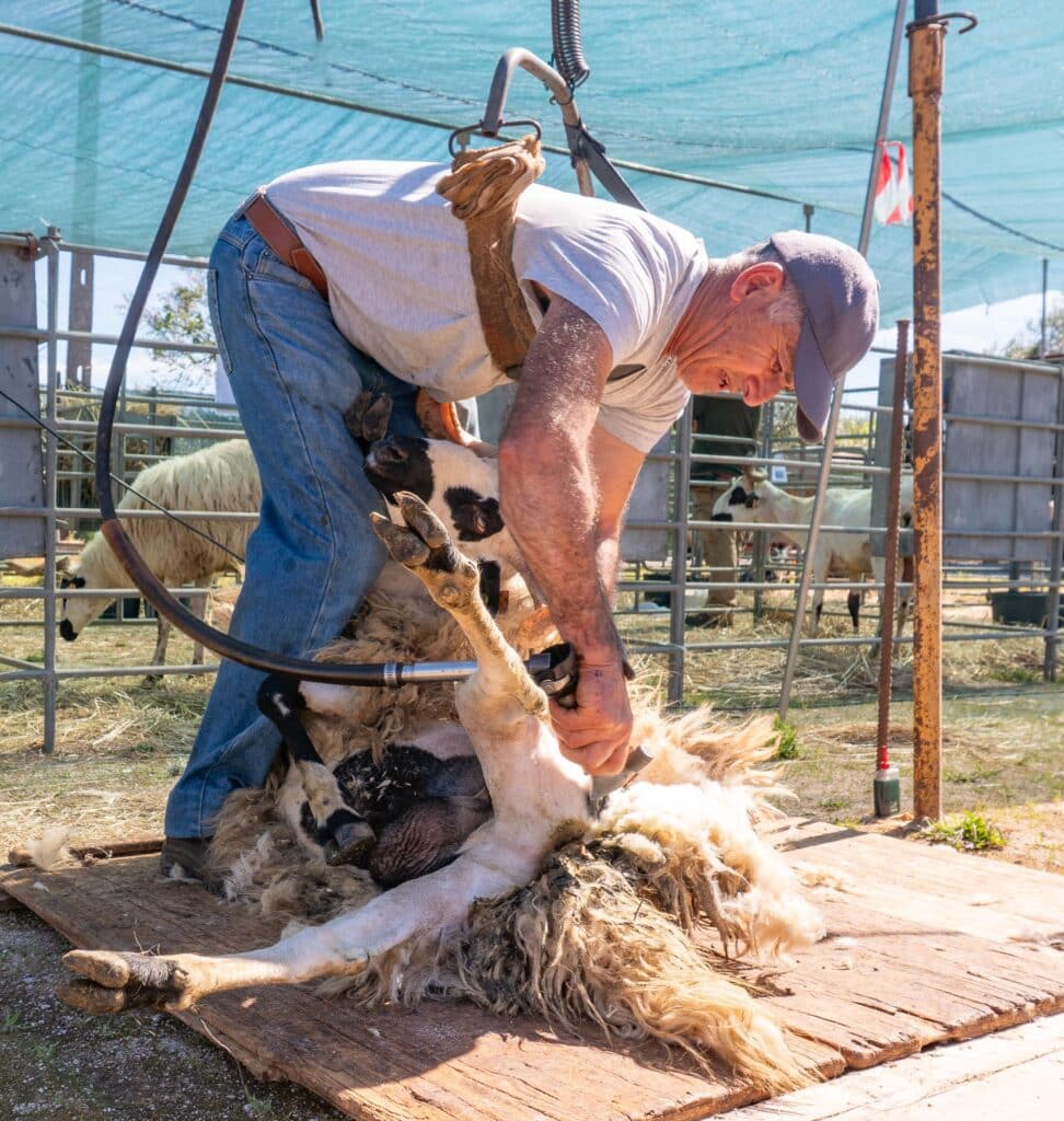 In a flurry of flying wool, expert shearer seamlessly does his work