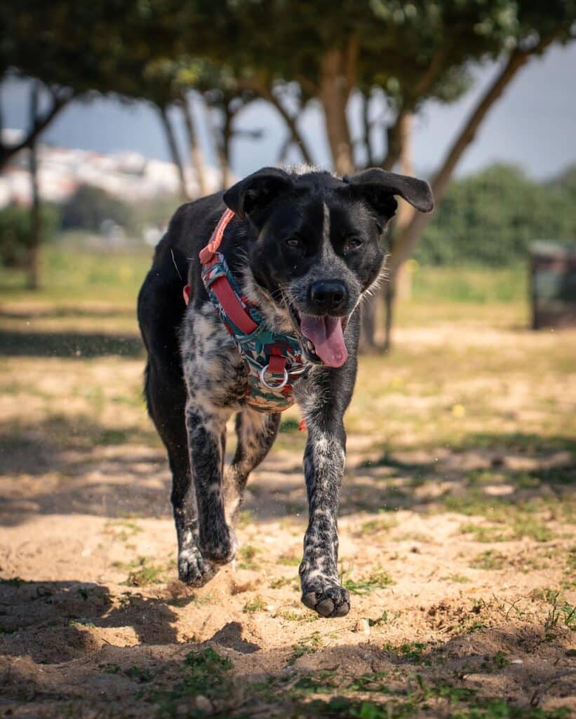 Lassie came from a home where her socialisation was not properly nurtured