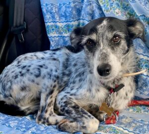Two wonderful girls waiting for a home