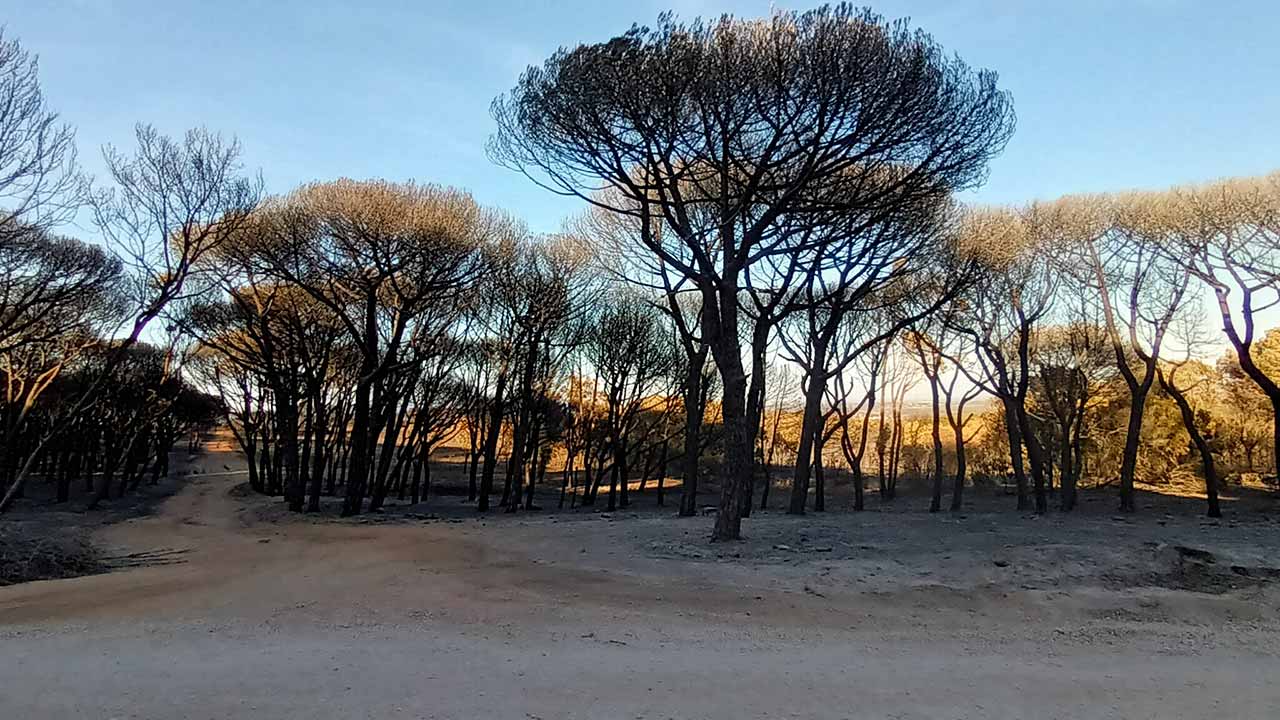 Community unites to bring Barão de São João forest back to life