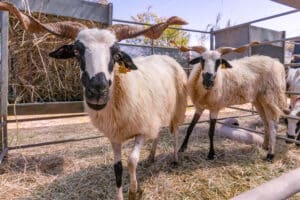First sheep show a shear success in Algarvian village