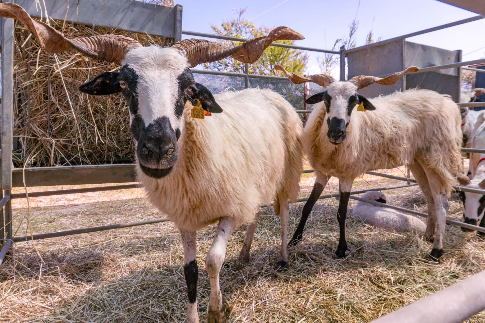 Churra sheep with unmistakable twisted horns
