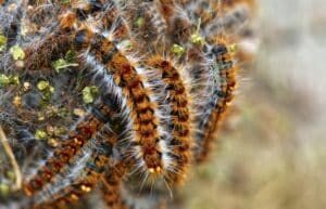 Stay alert: Processionary caterpillars pose a threat this spring