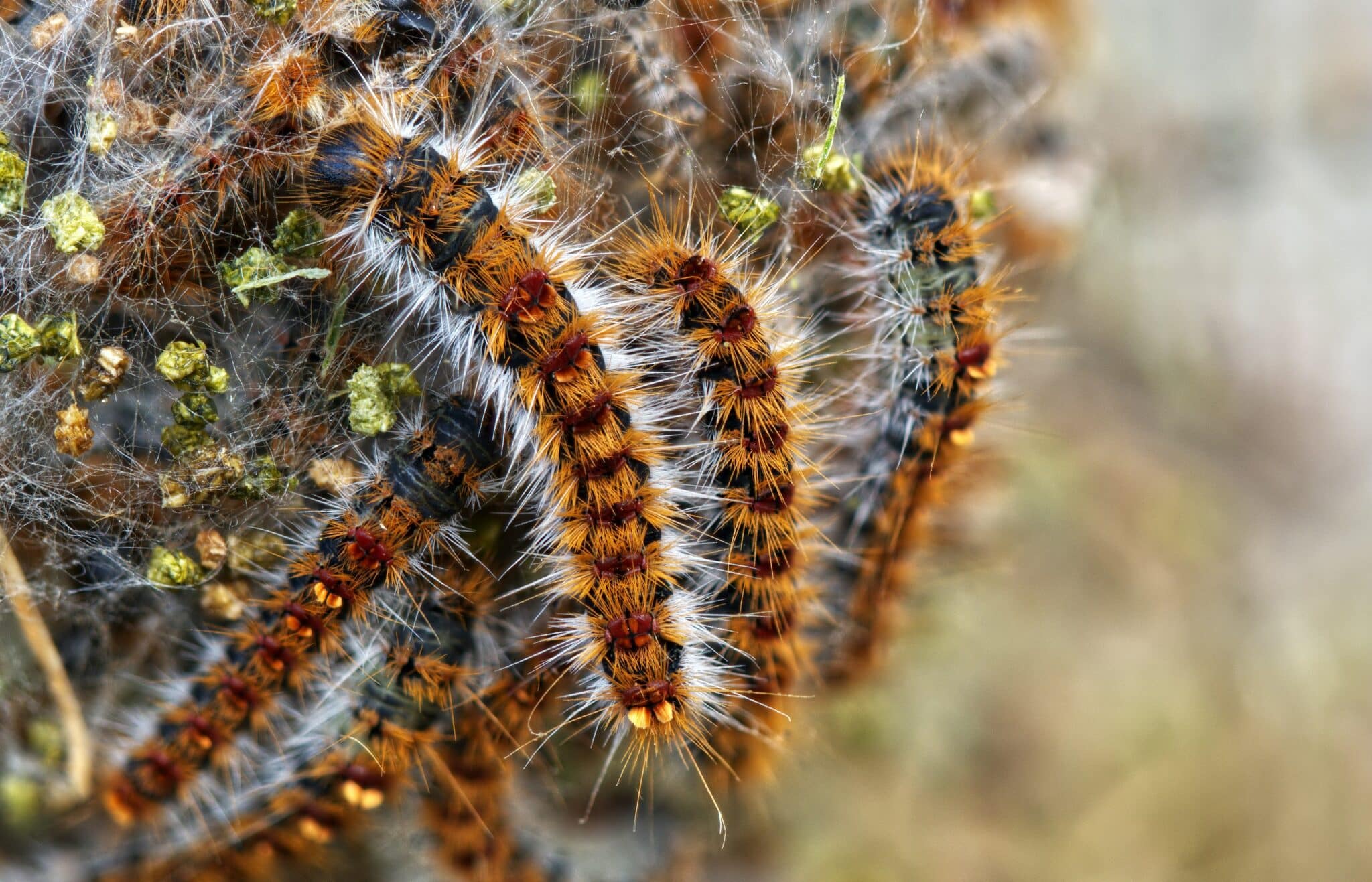Processionary caterpillar (walter-bonnici-unsplash)