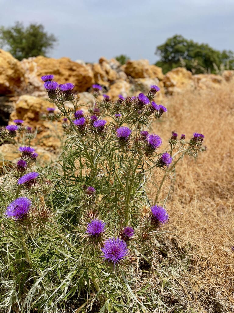 Roadside thistle