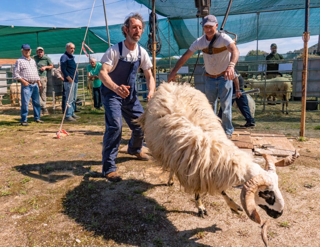 Skilled handler delivers a sheep to the shearer
