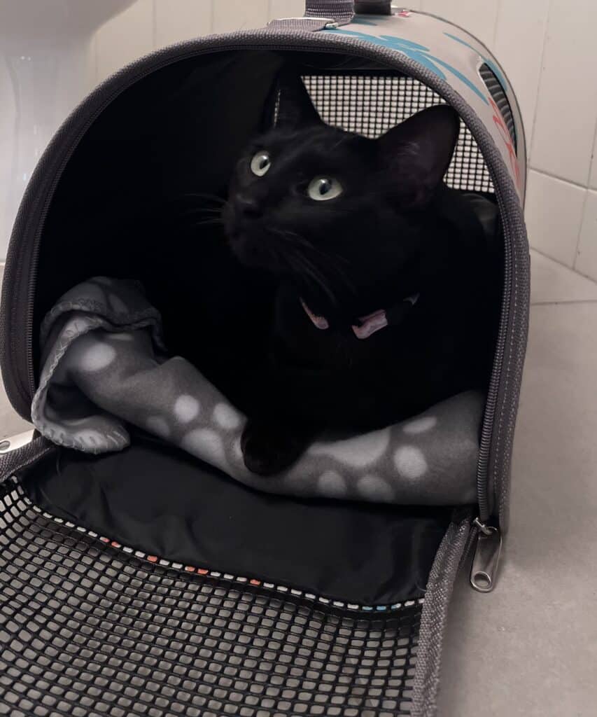 The Romans and Binx (2)