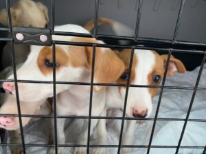 Shelters unite to support dogs rescued from abuse case