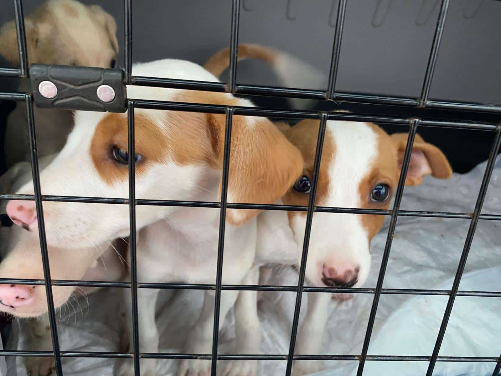 The puppies are now being care for by a volunteer