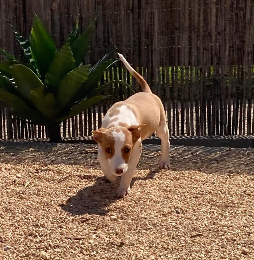 The puppies are safe and receiving veterinary care_