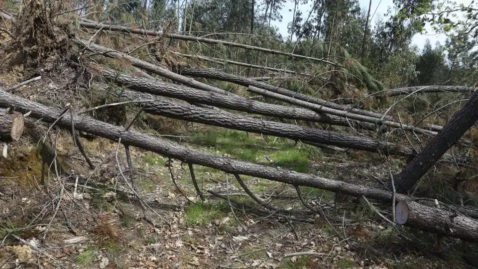 Image showing how so many forest paths are littered with fallen trees. This shot, taken by Lusa, was captured only last month, after drone footage exposed the extent of problems that remain since the winter storms.