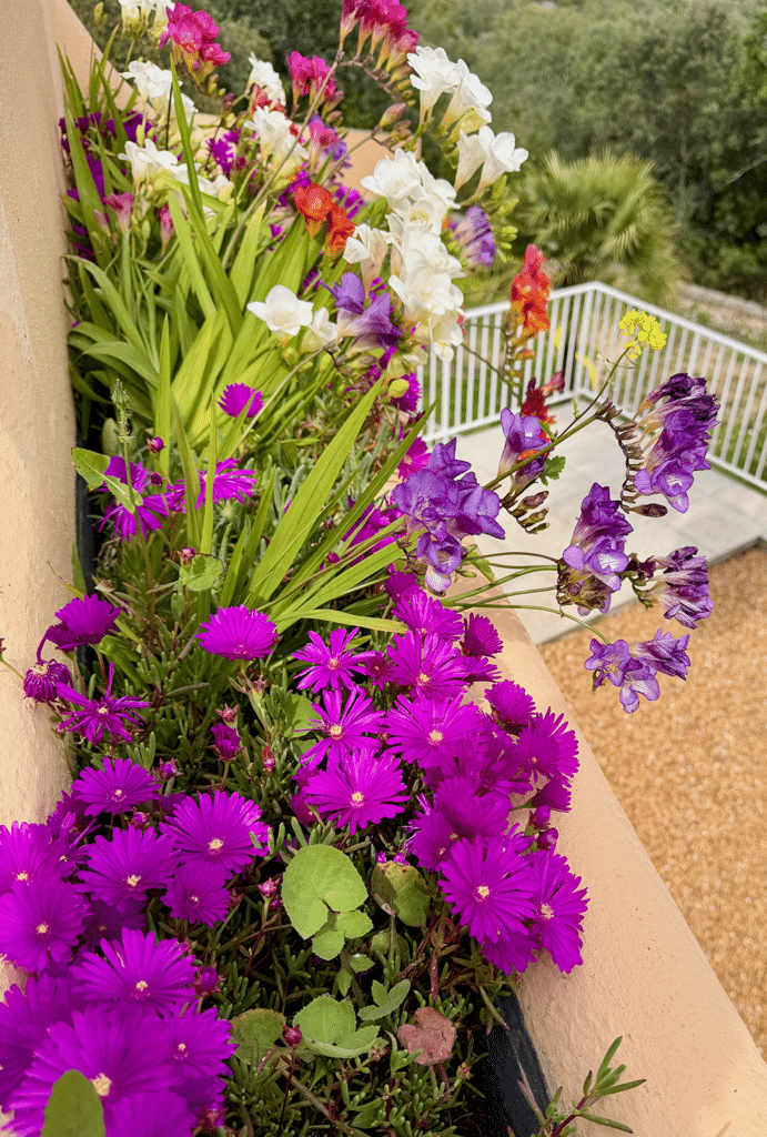 Alegrete lampranthus