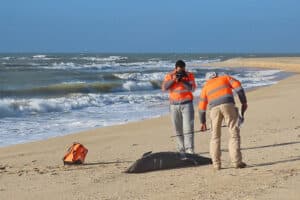 Fishing linked to nearly half of dolphin and whale strandings in Algarve