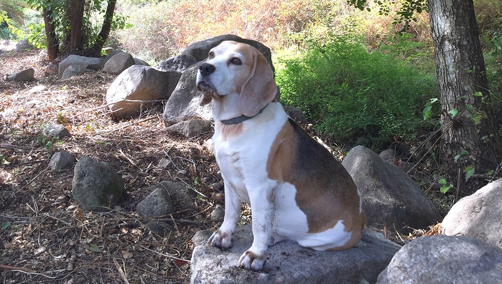 Beagle Ben on sheep watch near the stream