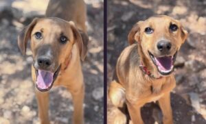 Two young dogs ready for their next chapter