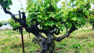 Dry farming. Going back to basics