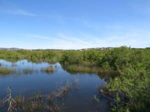 Loulé to file complaint over “environmental crime” at protected Almargem wetland