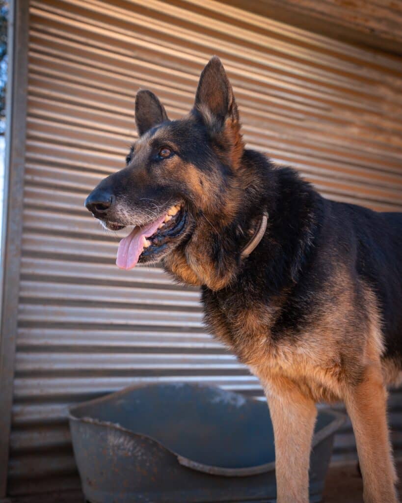 Max enjoys walks, attention and companionship