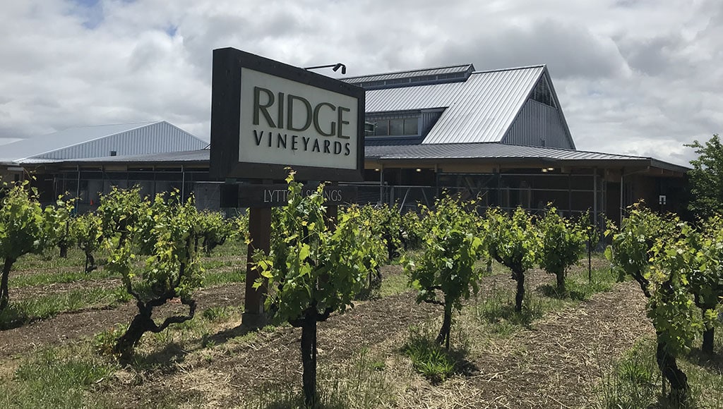 Ridge Vineyards and one of their gorgeous centenarian vines