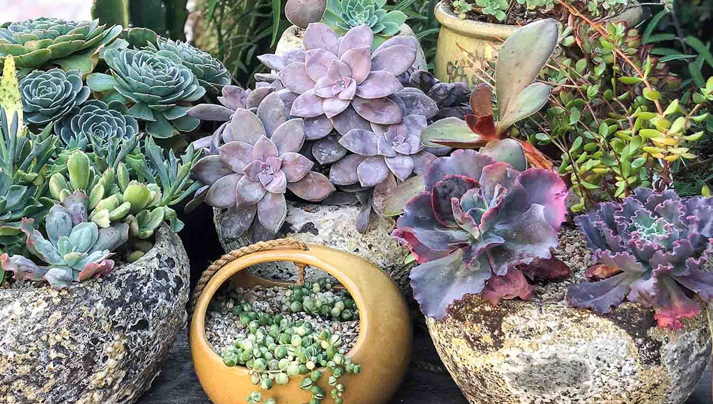 Succulent container garden