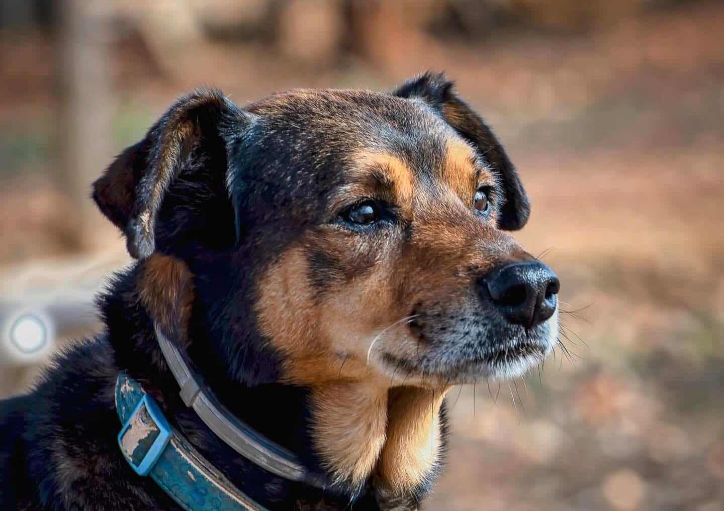 This week we lost Benny