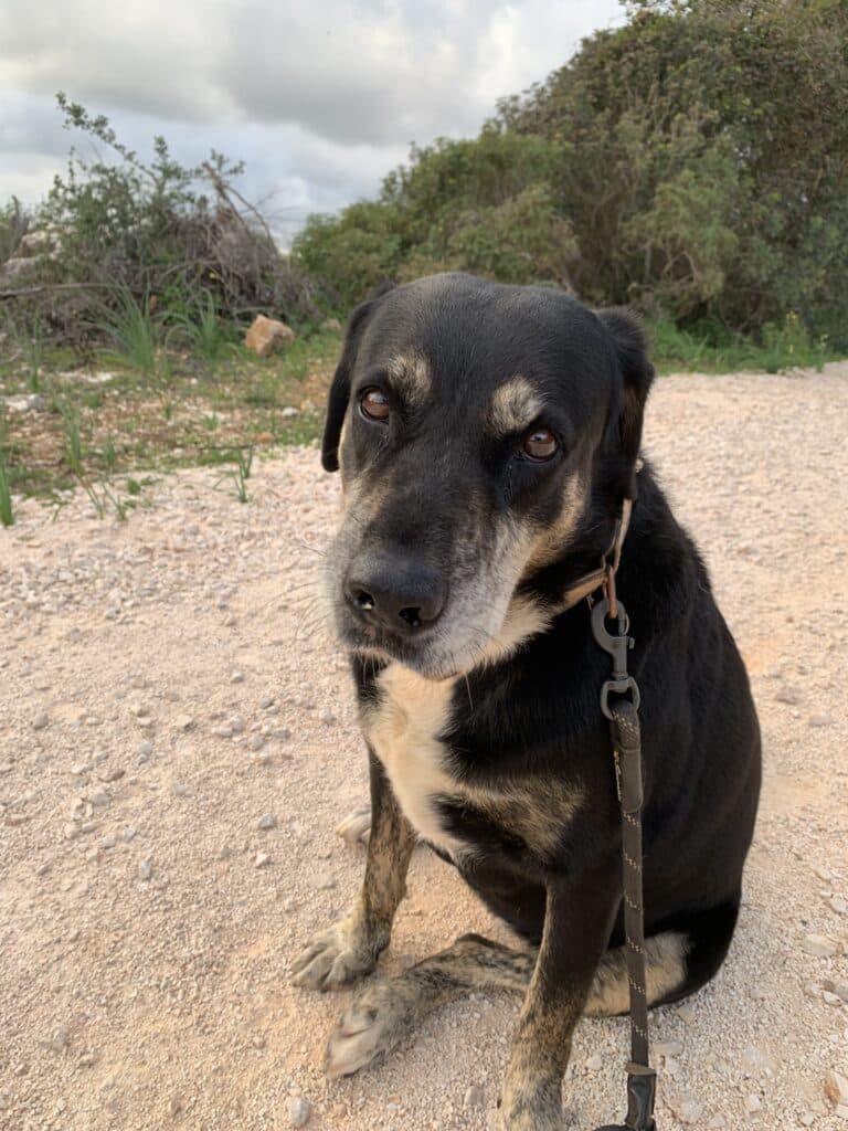 Zara on a little stroll