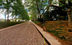 Loulé hosts dog walk in the woods