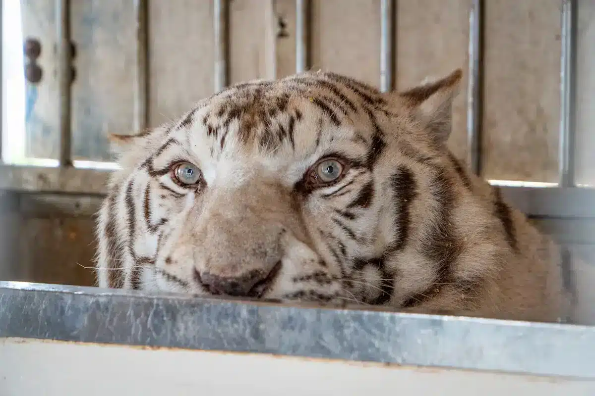 Portugal’s last circus tiger rehomed to Spanish sanctuary